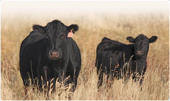 66 Ranch Cows