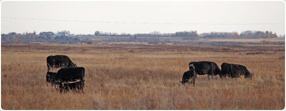 66 Ranch Cows